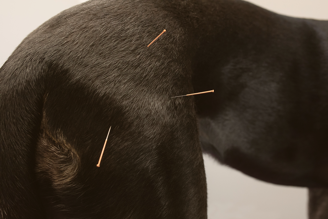 Acupuncture pour chiens et chevaux