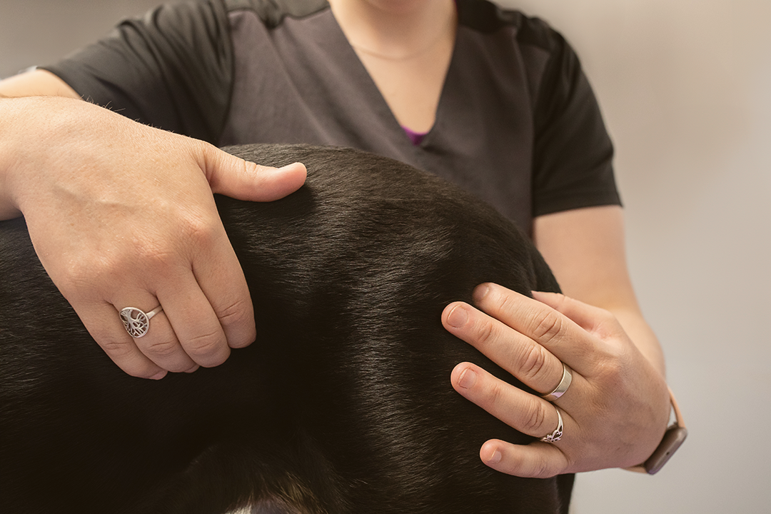 Dre-Magalie-Chenard-osteopathie-prevention-mode-preventif Ostéopathie pour chiens et chevaux