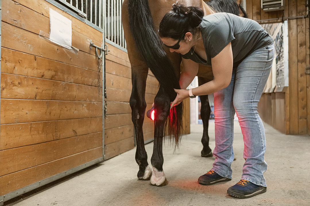 Dre-Magalie-Chenard-physiotherapie-et-laser-therapeutique-cheval-rehabilition-blessure-malade