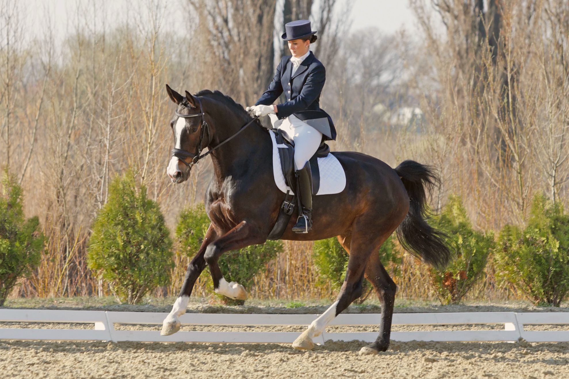 Dre-Magalie-Chenard-physiotherapie-prehabilitation-preparation-plan-d-entrainement-chien-cheval