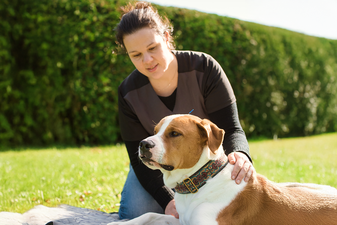 Dre-Magalie-Chenard-veterinaire-forfaits-soulager-ameliorer-optimiser-performance-chien-cheval forfaits et tarifs pour chiens et chevaux