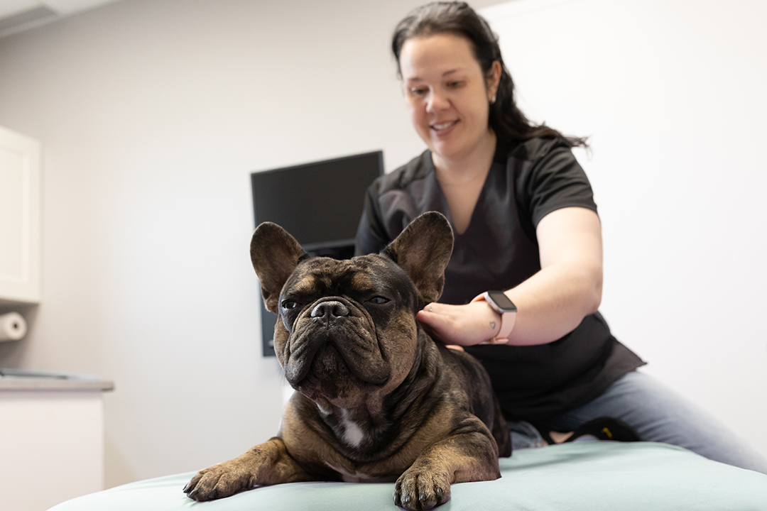Dre-Magalie-Chenard-veterinaire-guerir-blessure-douleur-osteopathie