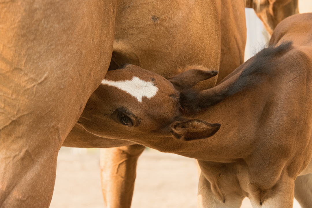 Dre-Magalie-Chenard-veterinaire-osteopathie-jaune-animal-croissance